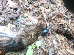 Carabus glabratus