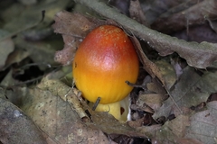Amanita hemibapha