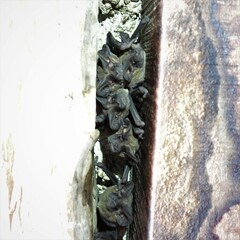 Nyctinomops laticaudatus