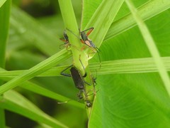 Notobitus meleagris