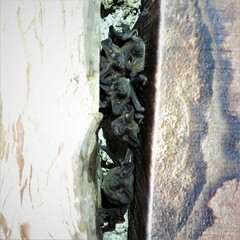 Nyctinomops laticaudatus