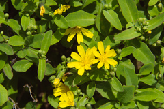 Crepidiastrum lanceolatum