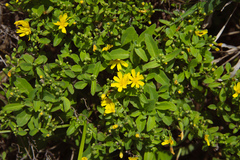 Crepidiastrum lanceolatum