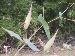 Asclepias cordifolia