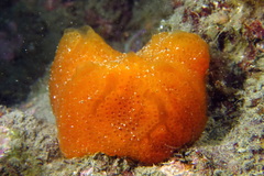 Aplidium elegans