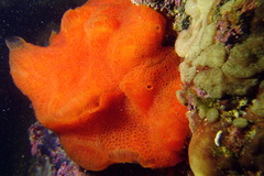 Aplidium elegans