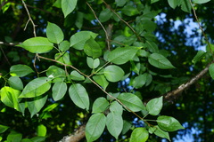 Pyrus kawakamii