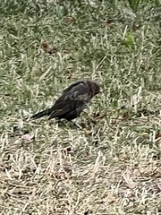 Turdus merula