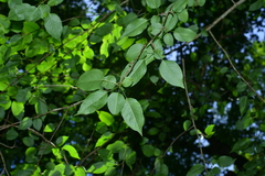 Pyrus kawakamii