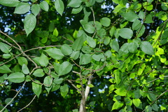 Pyrus kawakamii