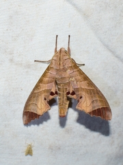Marumba saishiuana