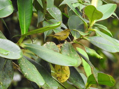 Myiothlypis chlorophrys