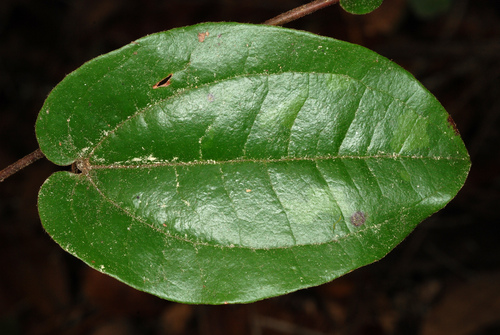 sarsaparilla vine