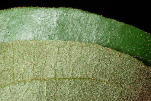 sarsaparilla vine