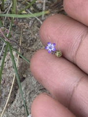 Gilia transmontana