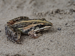 Ptychadena mossambica