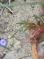 Gilia transmontana