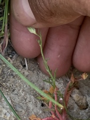Gilia transmontana