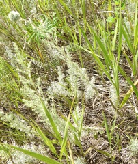 Rhopalomyia saissanica