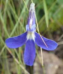Lobelia preslii