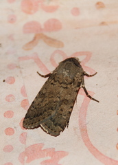Rhyacia simulans