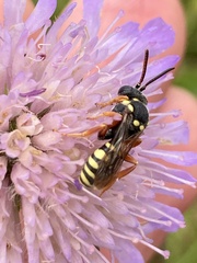 Nomada flavopicta