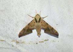 Ambulyx sericeipennis