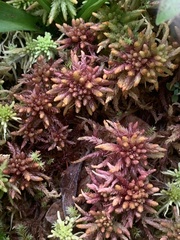 Sphagnum magellanicum
