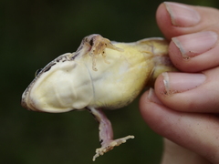 Ptychadena mossambica