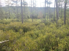 Sphagnum magellanicum