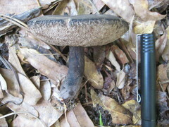 Tylopilus griseocarneus