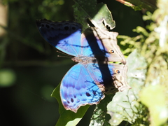 Protogoniomorpha temora