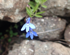 Lobelia preslii