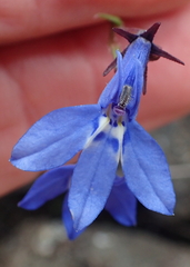 Lobelia preslii