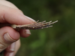 Ptychadena mossambica