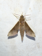 Rhagastis mongoliana