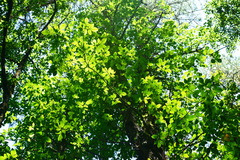 Toxicodendron orientale