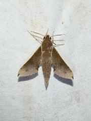 Rhagastis mongoliana