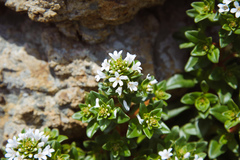 Lysimachia mauritiana