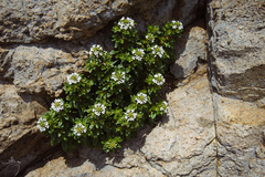 Lysimachia mauritiana