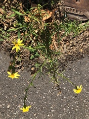 Senecio inaequidens