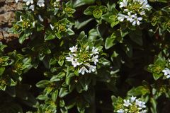 Lysimachia mauritiana
