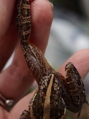 Ptychadena mossambica