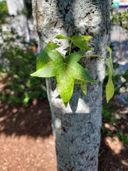 Liquidambar styraciflua