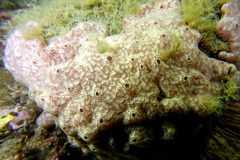 Polysyncraton lacazei