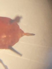 Uroleucon obscuricaudatum