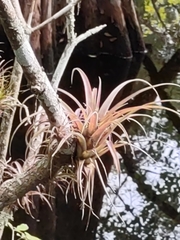 Tillandsia variabilis