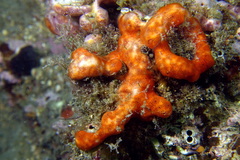 Polysyncraton lacazei