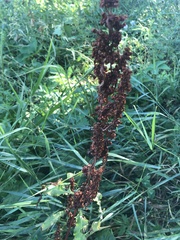 Rumex crispus