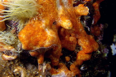 Polysyncraton lacazei